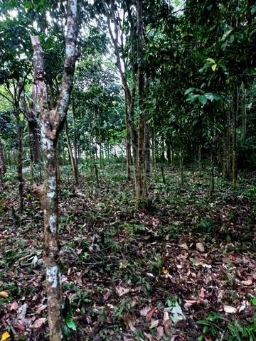 Tanah Kebun 1