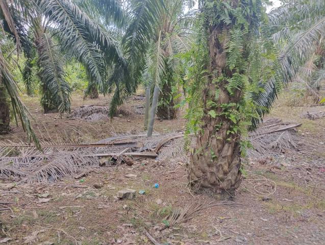 1 Ekar Tanah Pokok Sawit Kg Sermin Mukim Jabi Segamat Johor 1