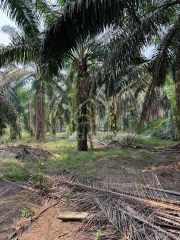 Tanah Pertanian untuk Dijual 1