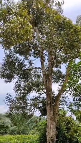 Pahang Lanchang Termeloh 2 acres Freehold Durian Land for Sales 1