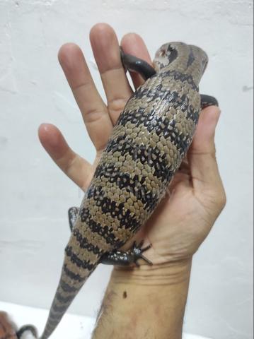 Carousel Image Selected