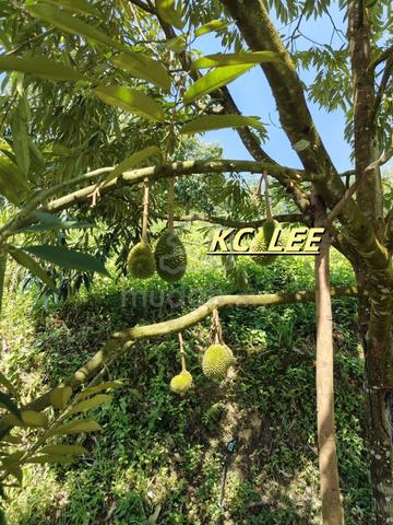 9.9 Acres Durian Land For Sale @ Lenggong , Perak 1