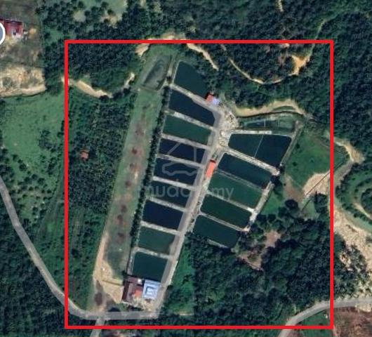 10 acres on going business fish pond with old durian trees 1