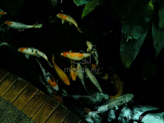 Carousel Image