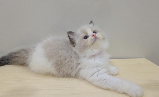ragdoll  - photo 3 of 4