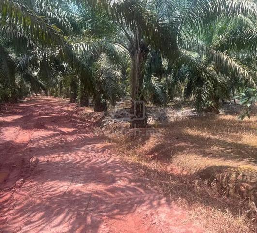 Johor Paloh 965 Acre Agricultural Oil Palm Land Freehold 128k per Acre 1
