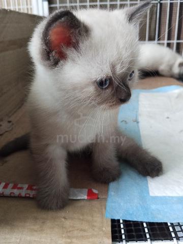 bsh - photo 2 of 6