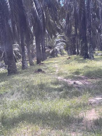 Tanah Kelapa Sawit Untuk Di Jual 1