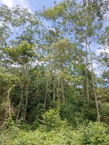 tanah untuk di jual ,,di Kuala krai kelantan 1