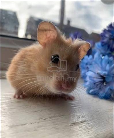 Carousel Image