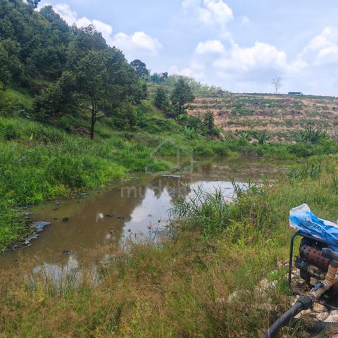 Raub , Sungai Ruan 3.93 acre Durian Orchard, 1