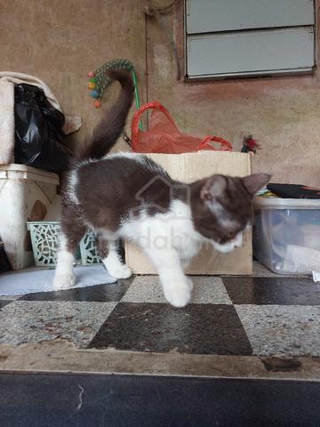 Cute Munchkin Kitten - photo 4 of 5