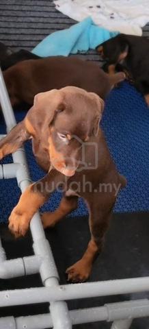 High Quality European lineage Doberman puppies - photo 2 of 4