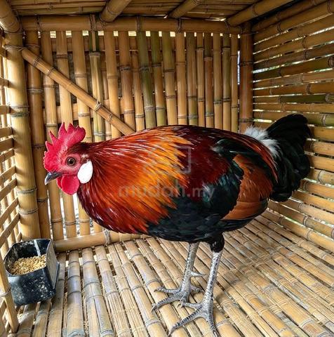 Ayam hutan  - photo 2 of 4