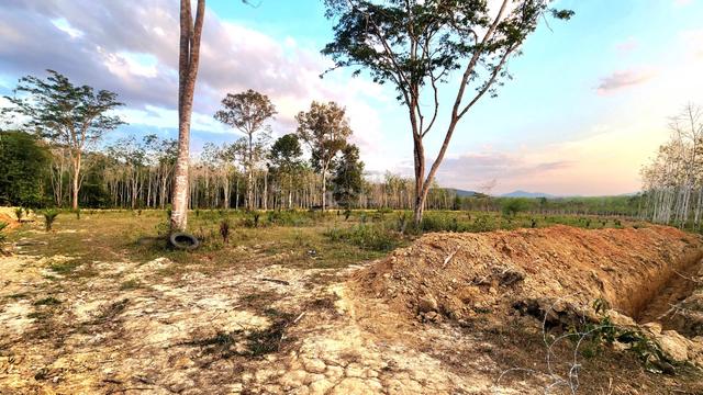 Tanah Sawit Di Kampung Bukit Tegor Pendang Kedah 1