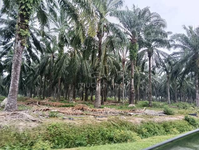Penang State Tasik Gelugor land for sale  1