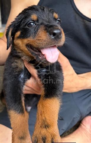 Rottweiler  - photo 4 of 5