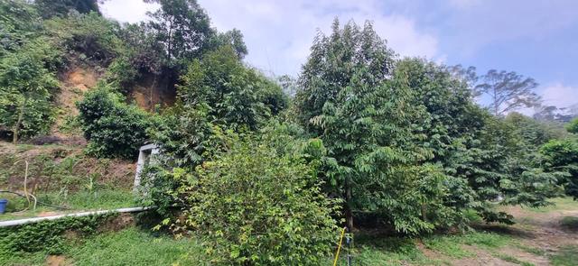 Durian And Fish Farm for Sales @ Hulu Langat Selangor 1