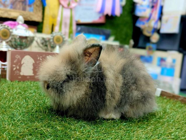 Arnab Teddy Bear Rabbit jrD - photo 3 of 4