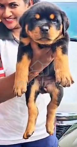 Rottweiler puppy - photo 4 of 4