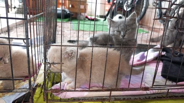 bsh Scottish  - photo 4 of 4