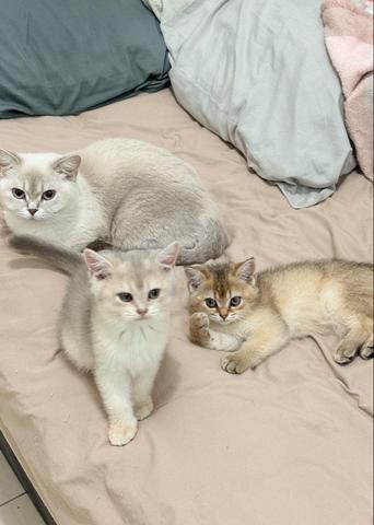 British Shorthair (BSH) - photo 3 of 3