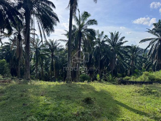 Tanah Kosong Untuk Di Jual - LOT BUMIPUTERA(PEMBELI BUMIPUTERA SAHAJA) 1
