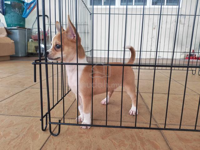 Offer! 3 months Chihuahua puppy 2710C - photo 3 of 6