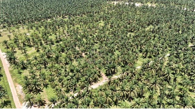 Agricultural Land For Sale in Batu Pahat 1