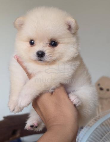 POMERANIAN PUPPIES VIP06 available cute girl - photo 2 of 3