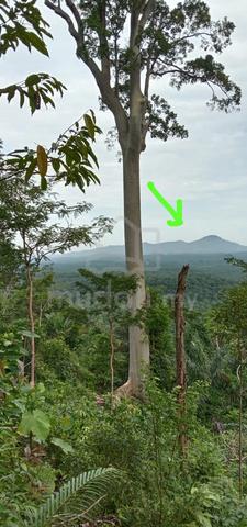 Dusun untuk DIJUAL 1