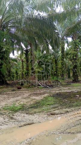 Ncr oil palm 1