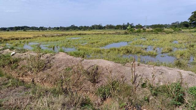 Tanah sawah 0.8878 ekar jual sebahagian area Seberang Gajah B.Rambai 2