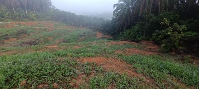 Tanah 2.3 Ekar Untuk Dijual Di Sungai Selisih Ulu Bernam 1