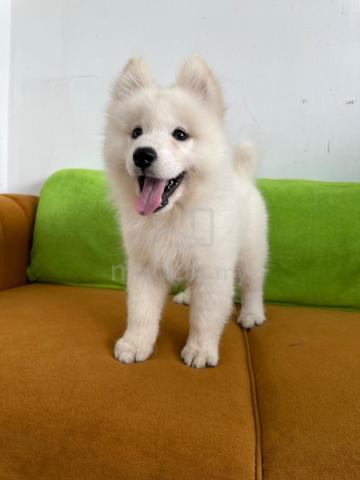 Carousel Image Selected