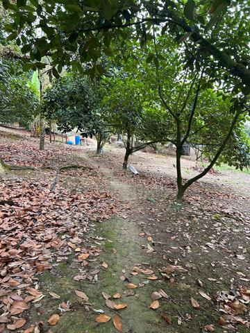 Mantin Freehold Agricultural Land For Sale 1