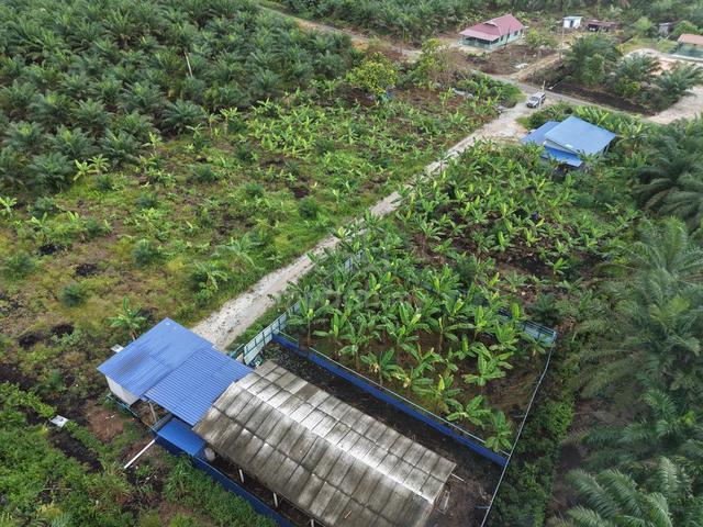 Tanah Sawit & Rumah (2 Bilik) & Kandang Kambing, Parit Jerman, Pontian 1