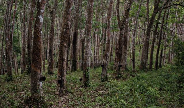 Ladang GETAH Untuk DIJUAL - SEGERA 1
