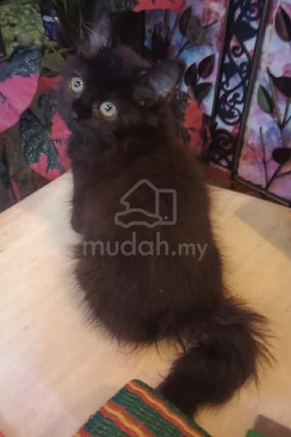 Black kitten 🐈‍⬛ - photo 6 of 6