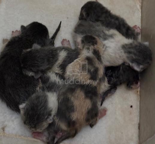 Carousel Image