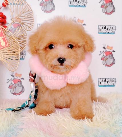 y88 fat poodle puppy dog - Pets for sale in Puchong, Kuala Lumpur