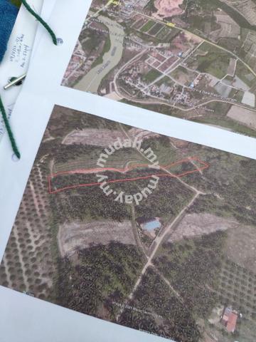 2.65Acres of Palm Oil Land in Pinang Tunggal For Sale 2