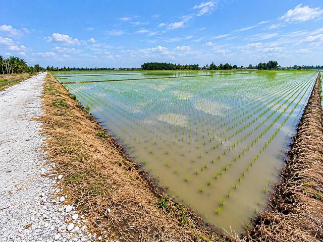 Tanah Sawah 3 ekar Mukim Panchang Bedena Sabak Bernam Selangor 1