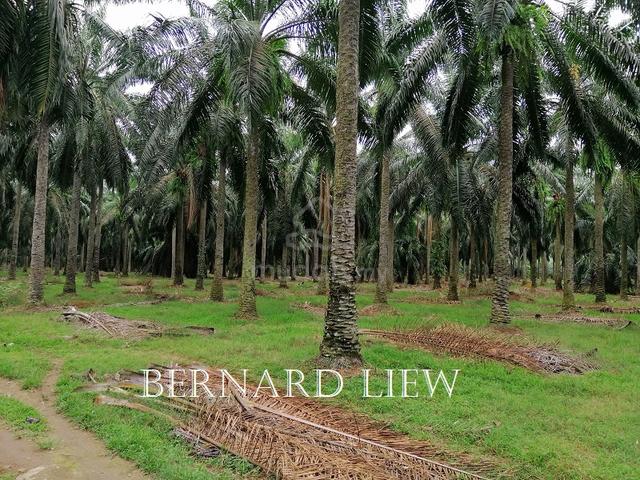 RM10psf Machang Bubok Freehold Oil Palm Land FOR SALE 1