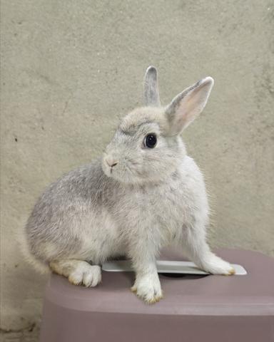 Netherland Dwarf ND mixed - photo 3 of 4