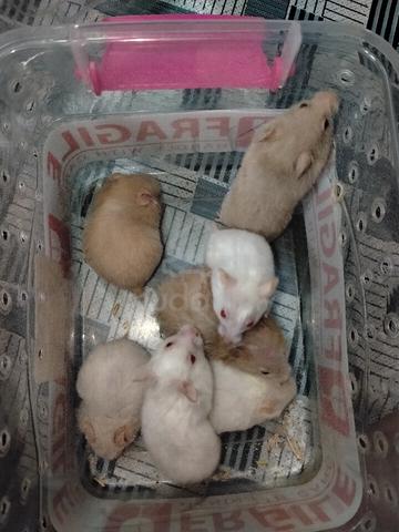 Hamster - photo 2 of 5