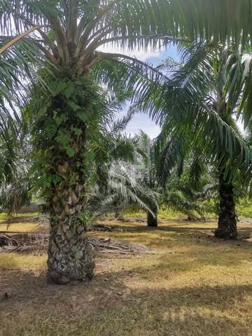 Telok Panglima Garang Kuala Langat Agriculture Land Freehold 14 Acres 1