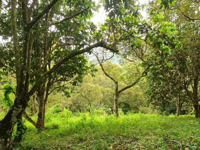 Tanah Dusun buah-buahan Selangor @ Batang Kali 1