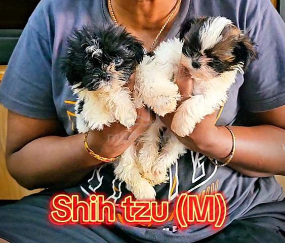 Carousel Image