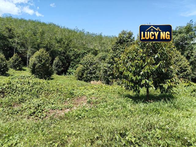 9.9 acres | Durian Farm | Agricultural Land | Lenggong | Perak k 1